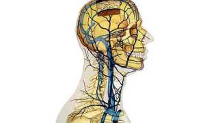 Яремная вена: анатомия и распространенные заболевания