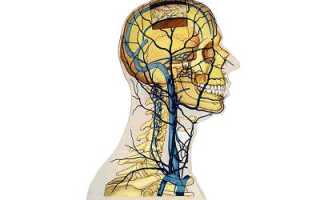 Яремная вена: анатомия и распространенные заболевания