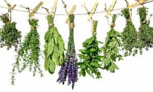 Траволечение при варикозной болезни