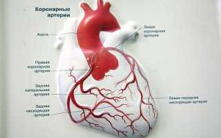 Анатомия коронарных сосудов: особенности строения и виды
