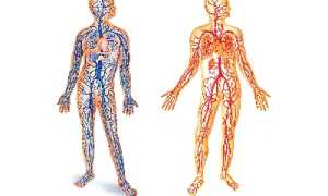 Когда и как нужно проверять сосуды?