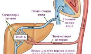 Роль венозной системы печени в жизнедеятельности человека
