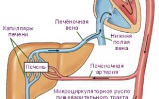 Роль венозной системы печени в жизнедеятельности человека