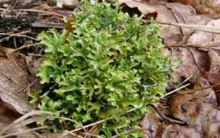 Рецепты лекарственных трав для лечения туберкулеза легких