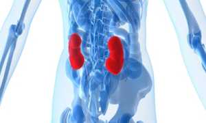 Ультразвуковое исследование почечных сосудов