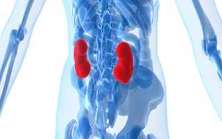 Ультразвуковое исследование почечных сосудов