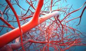 Анатомия и функции периферических сосудов