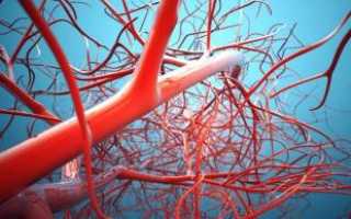 Анатомия и функции периферических сосудов