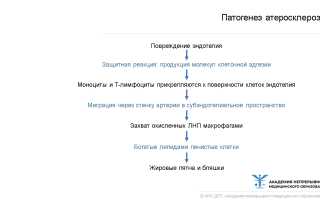 Описание патогенеза атеросклероза