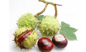 Средства из конского каштана от варикоза