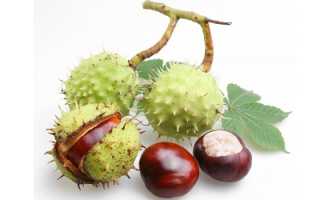 Средства из конского каштана от варикоза