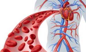 Как сделать сосуды крепкими и эластичными: питание, народные средства и аптечные препараты