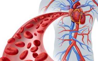 Как сделать сосуды крепкими и эластичными: питание, народные средства и аптечные препараты