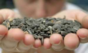 Вредны ли семечки при повышенном холестерине?