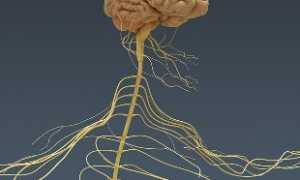 Анатомия и функции сосудов головного мозга