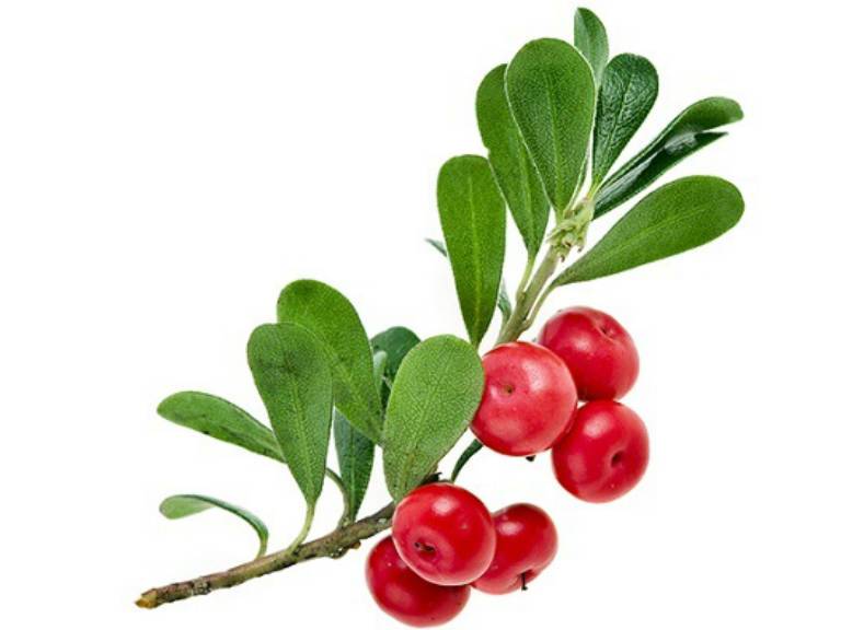 Трава медвежьи ушки при цистите