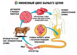 Цикл развития