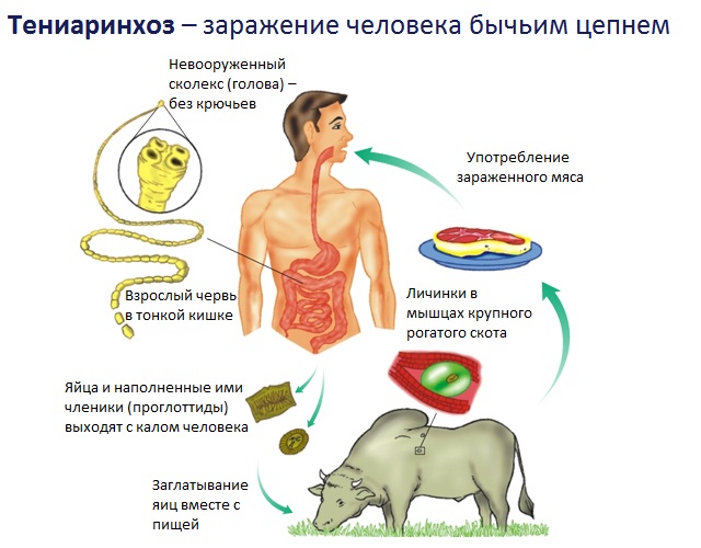 Пути проникновения паразита в организм человека