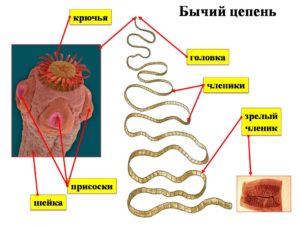 Строение паразита