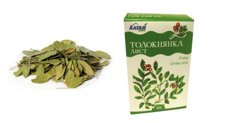 медвежьи ушки трава применение при цистите