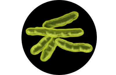 Палочка коха