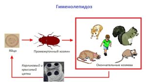 Гименолепидоз