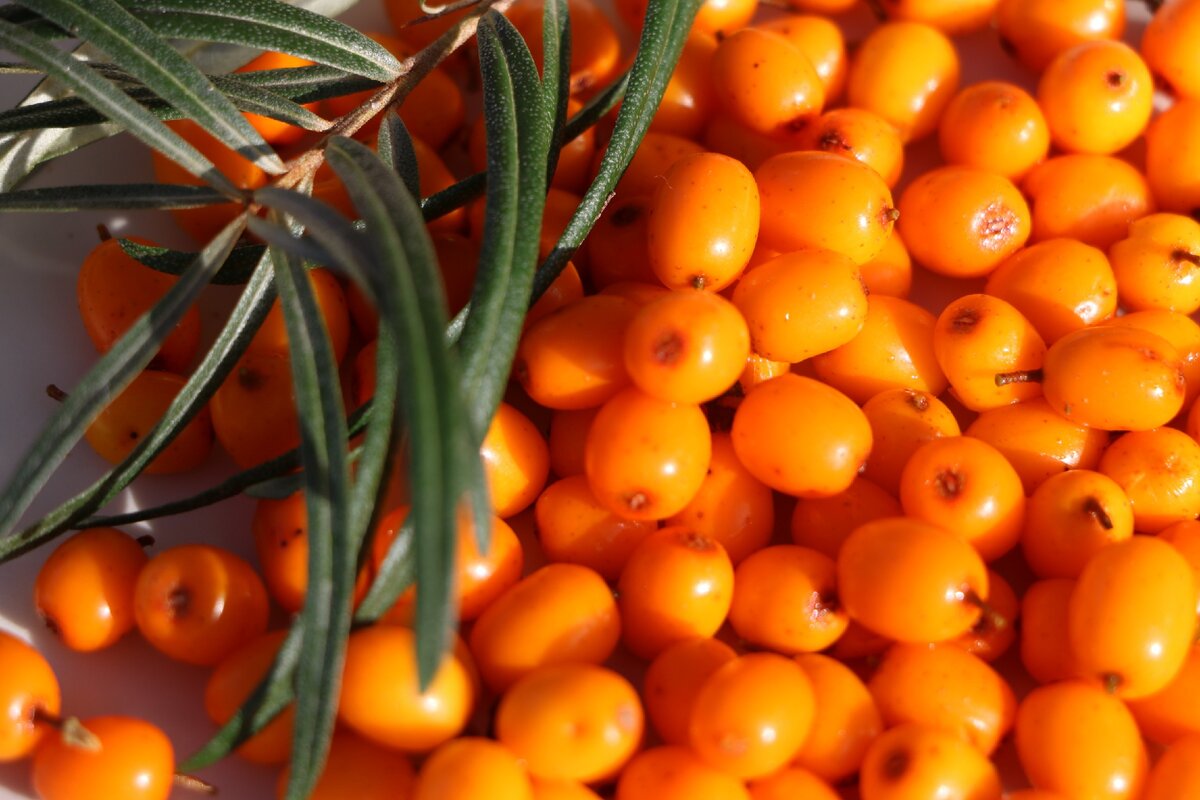 scale_1200.jpg (1200×800)