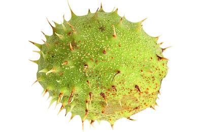 Зеленая кожура