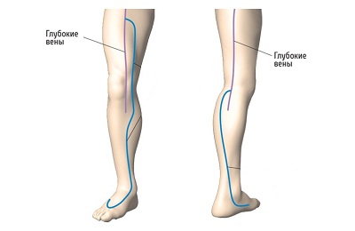 Вены ноги
