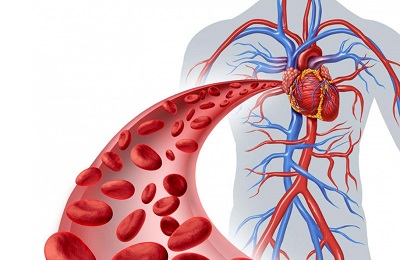 Сосудистая система