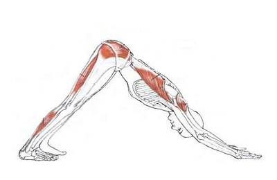 Адхо Мукха Шванасана