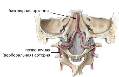 Базилярная артерия