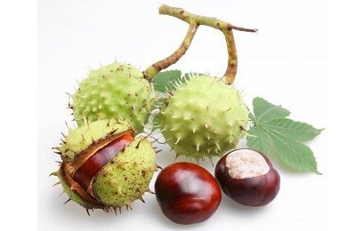 Каштан конский