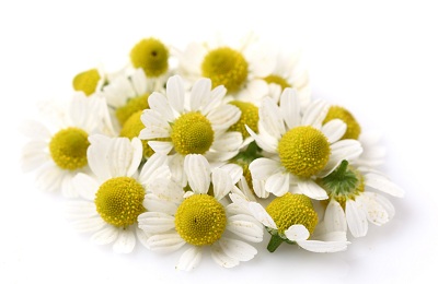 Ромашка аптечная