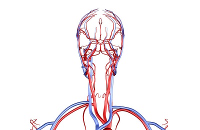 Кровеносная система головы