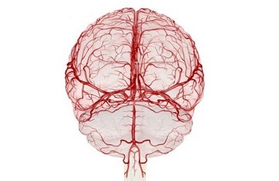Человеческий мозг