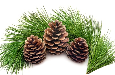 Хвойные ванночки