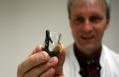 Врач пиявочник