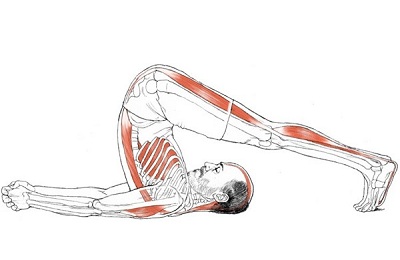 Сарвангасана