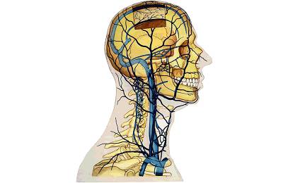 Вены головы