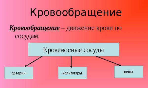 Кровообращение