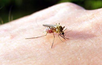 Комар на руке
