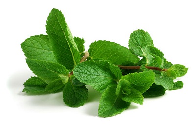 Листья мяты