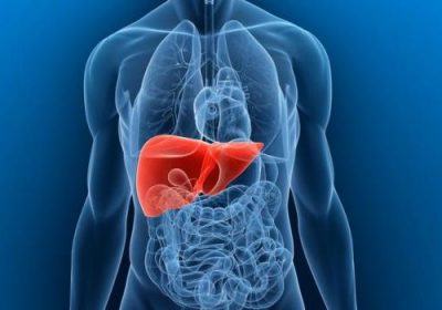 Печень в организме