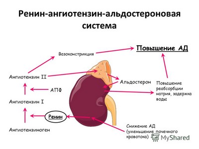 Ренин-ангиотензин-альдостероновая система