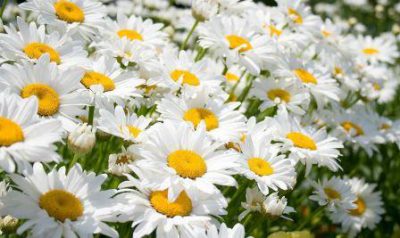 Ромашки в поле