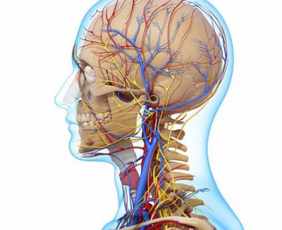 Сосуды головы