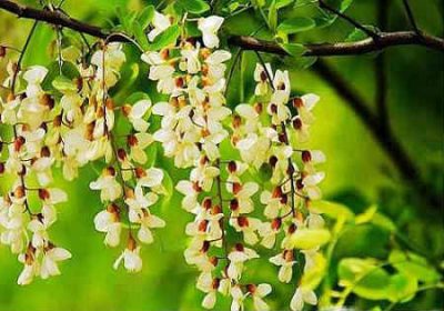 Софора японская