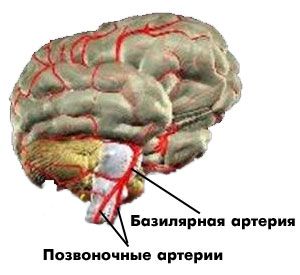 Сосуды вертебробазилярной системы