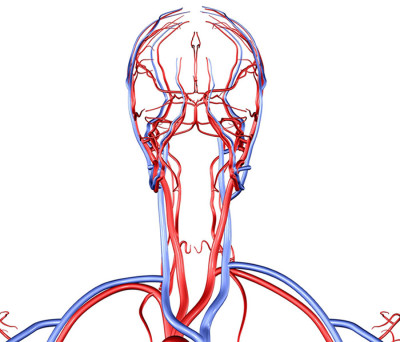 Кровоснабжение головы